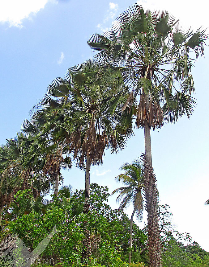 Carnaúba (Copernicia prunifera)  Arecaceae,Caatinga,Carnauba palm,Copernicia prunifera,Green