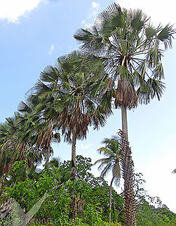 Carna&uacute;ba (Copernicia prunifera)  Arecaceae,Caatinga,Carnauba palm,Copernicia prunifera,Green