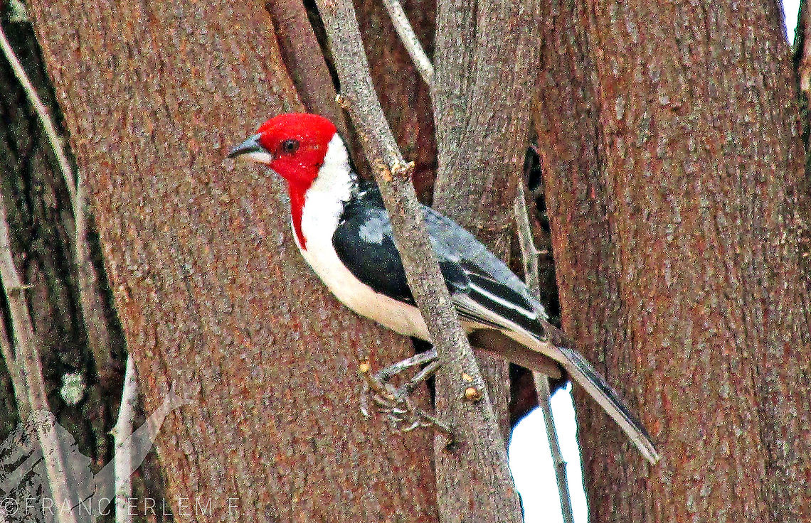 Paroaria dominicana Foto com zoom<br />
<section class="video"><iframe width="448" height="282" src="https://www.youtube-nocookie.com/embed/svcplGOfs9Q?hd=1&autoplay=0&rel=0" frameborder="0" allowfullscreen></iframe></section> Aves,Caatinga,Paroaria dominicana,Red-cowled Cardinal,red