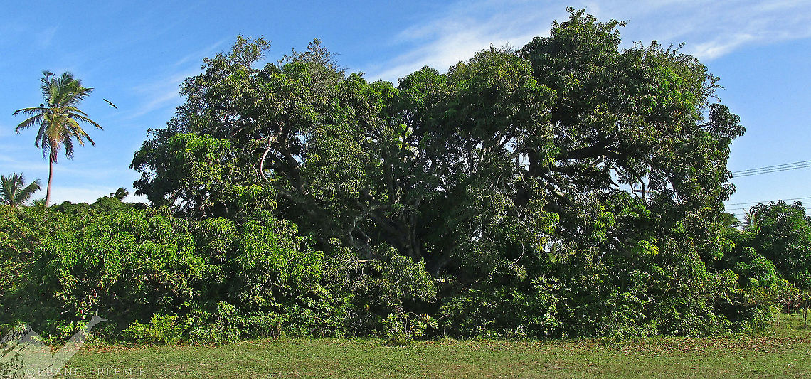 Mangifera indica <section class="video"><iframe width="448" height="282" src="https://www.youtube-nocookie.com/embed/22lX1cvN2MQ?hd=1&autoplay=0&rel=0" frameborder="0" allowfullscreen></iframe></section> Anacardiaceae,Green,Mangifera indica,Mango