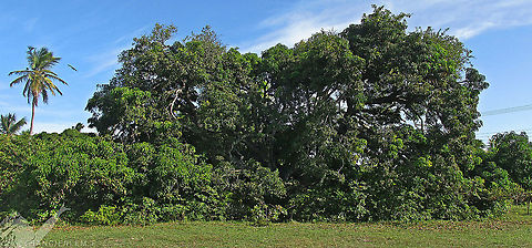 Mangifera indica https://youtu.be/22lX1cvN2MQ Anacardiaceae,Green,Mangifera indica,Mango