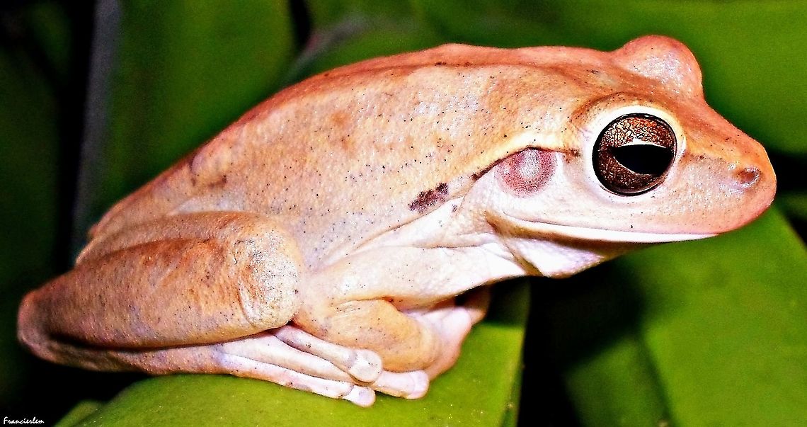 Hypsiboas raniceps  Boana raniceps,Chaco tree frog,frog