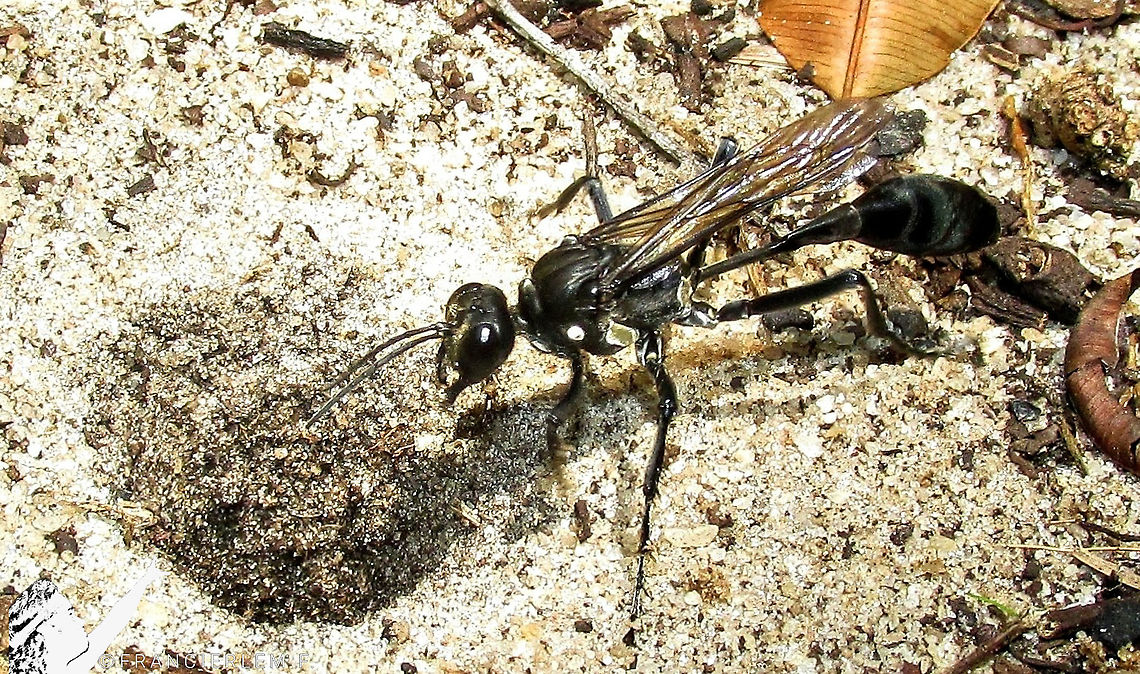 Eremnophila aureonotata <section class="video"><iframe width="448" height="282" src="https://www.youtube-nocookie.com/embed/zwOcTTZRbDE?hd=1&autoplay=0&rel=0" frameborder="0" allowfullscreen></iframe></section> Eremnophila aureonotata,Vespa,Vespidae