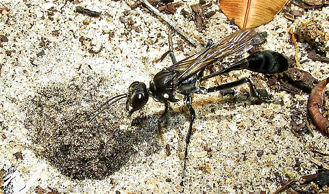 Gold-marked Thread-waisted Wasp
