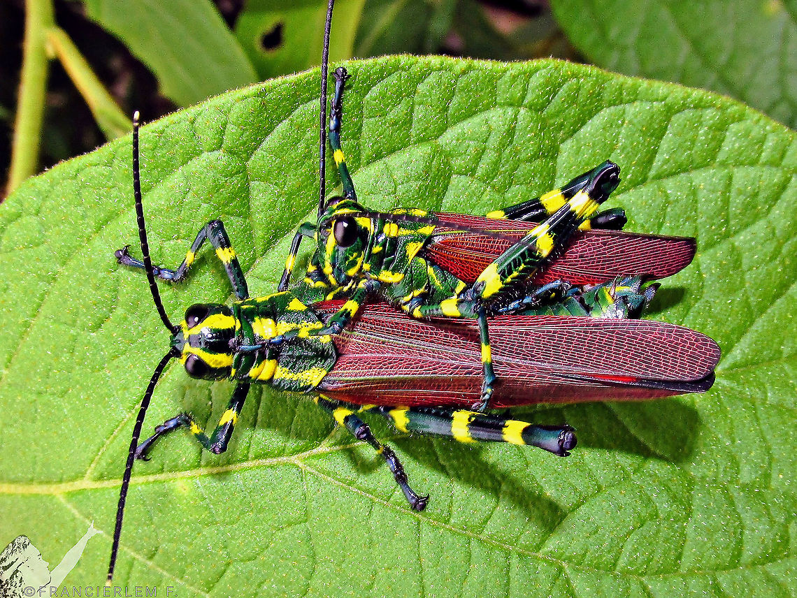 Chromacris speciosa <a href="https://pt.m.wikipedia.org/wiki/Gafanhoto-soldado" rel="nofollow">https://pt.m.wikipedia.org/wiki/Gafanhoto-soldado</a> Chromacris speciosa,Green,Orthoptera,Soldier Grasshopper,red