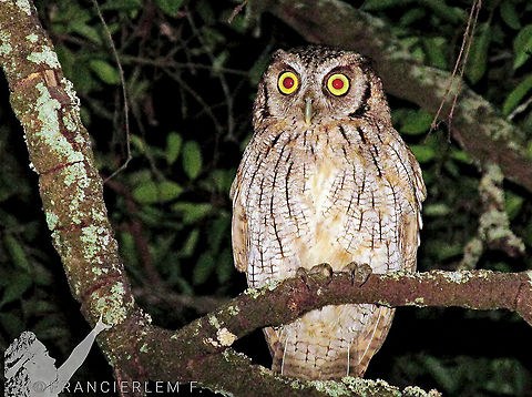 Corujinha-do-mato https://youtu.be/KauXAnxSz7c Megascops choliba,Owl,Strigidae,Tropical screech owl