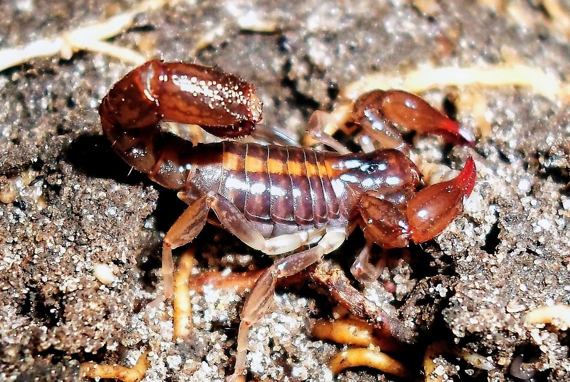 Bothriurus asper <section class="video"><iframe width="448" height="282" src="https://www.youtube-nocookie.com/embed/R11AOUM0bN8?hd=1&autoplay=0&rel=0" frameborder="0" allowfullscreen></iframe></section><br />
<br />
<a href="https://fr.m.wikipedia.org/wiki/Bothriurus_asper" rel="nofollow">https://fr.m.wikipedia.org/wiki/Bothriurus_asper</a> Bothriurus asper,Scorpion