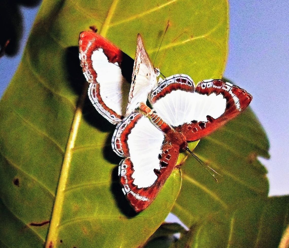 Synargis calyce Lagarta (v&iacute;deo)<br />
<section class="video"><iframe width="448" height="282" src="https://www.youtube-nocookie.com/embed/0x0EobDeYb4?hd=1&autoplay=0&rel=0" frameborder="0" allowfullscreen></iframe></section> Riodinidae,Synargis calyce