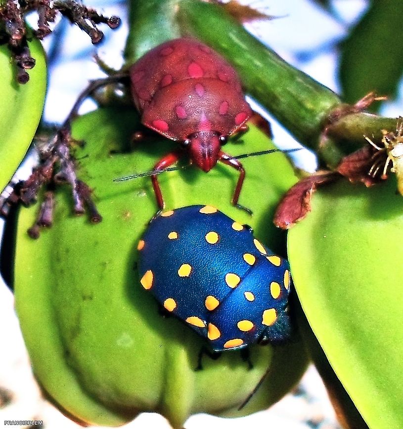 Pachycoris torridus <a href="https://pt.m.wikipedia.org/wiki/Pachycoris_torridus" rel="nofollow">https://pt.m.wikipedia.org/wiki/Pachycoris_torridus</a> Blue,Pachycoris torridus,Scutelleridae,bug,red