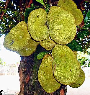 Jackfruit  Artocarpus heterophyllus,Fruit,Green,Jackfruit