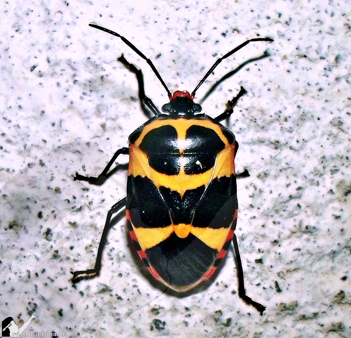 Arocera spectabilis  Arocera spectabilis,Black,Pentatomidae,bug,yellow