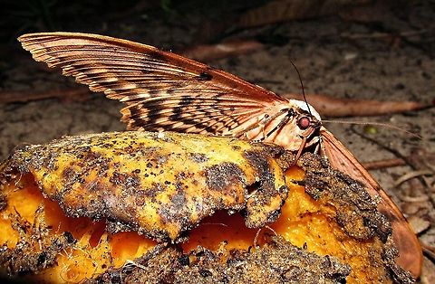 Thysania zenobia  Thysania zenobia,erebidae