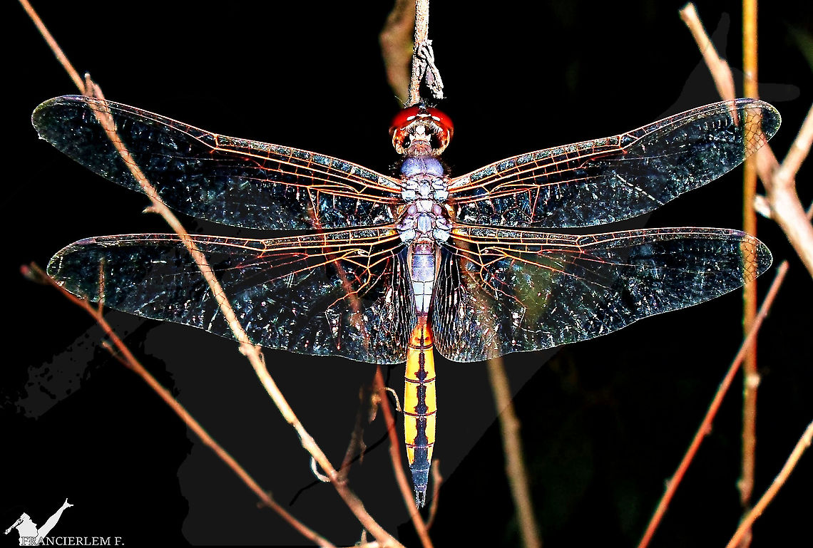 Miathyria marcella  Libellulidae,Miathyria marcella,libelula