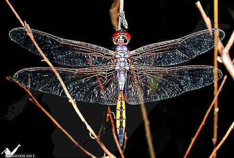 Miathyria marcella  Libellulidae,Miathyria marcella,libelula