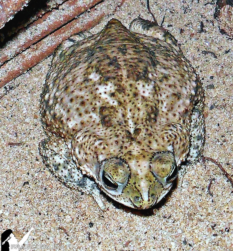 Rhinella granulosa <section class="video"><iframe width="448" height="282" src="https://www.youtube-nocookie.com/embed/8w8_thBL6eI?hd=1&autoplay=0&rel=0" frameborder="0" allowfullscreen></iframe></section> Bufonidae,Rhinella,Rhinella granulosa,sapo