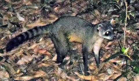 Procyon cancrivorus Foto ruim...
https://youtu.be/a4dJVWn0CDU Crab-eating Raccoon,Procyon cancrivorus,Procyonidae