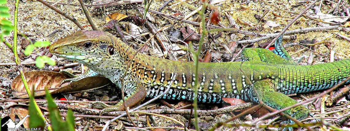 Ameiva ameiva <section class="video"><iframe width="448" height="282" src="https://www.youtube-nocookie.com/embed/a1ufeB0msUQ?hd=1&autoplay=0&rel=0" frameborder="0" allowfullscreen></iframe></section> Ameiva ameiva,Giant ameiva,Green,Lizard,Teiidae