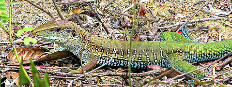 Ameiva ameiva https://youtu.be/a1ufeB0msUQ Ameiva ameiva,Giant ameiva,Green,Lizard,Teiidae