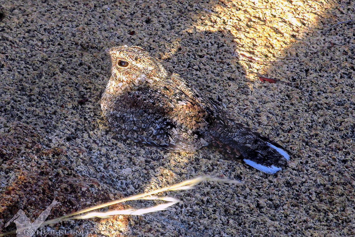 Nyctidromus hirundinaceus <a href="https://www.wikiaves.com.br/wiki/bacurauzinho-da-caatinga" rel="nofollow">https://www.wikiaves.com.br/wiki/bacurauzinho-da-caatinga</a><br />
<section class="video"><iframe width="448" height="282" src="https://www.youtube-nocookie.com/embed/guAANWIYbdg?hd=1&autoplay=0&rel=0" frameborder="0" allowfullscreen></iframe></section> Caatinga,Caprimulgidae,Nyctipolus hirundinaceus,Pygmy nightjar