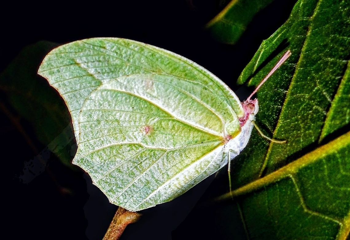 Anteos clorinde  Anteos clorinde,Pieridae,White angled-sulphur