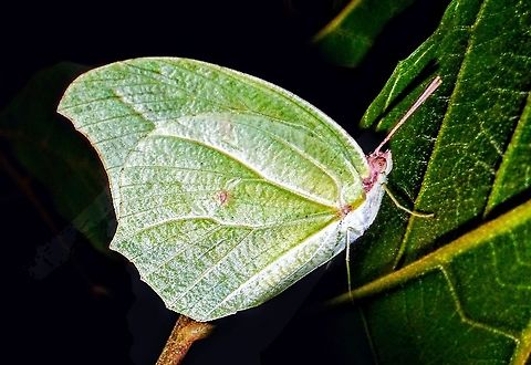 Anteos clorinde  Anteos clorinde,Pieridae,White angled-sulphur
