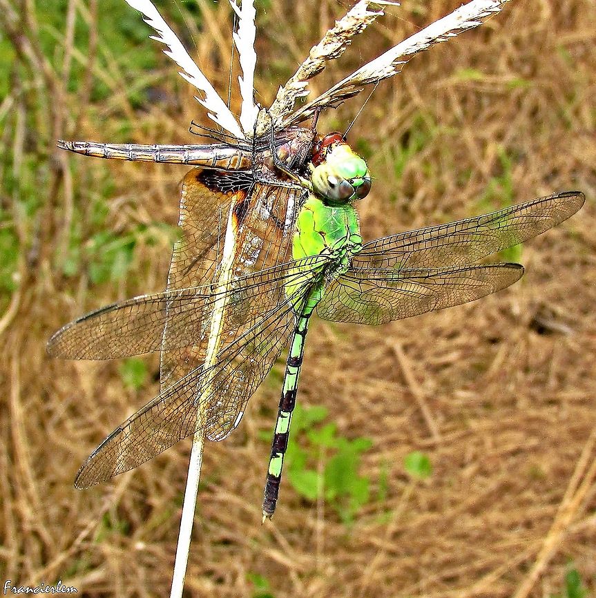 Erythemis vesiculosa  Erythemis vesiculosa,Great Pondhawk,Green,Libellulidae,predation