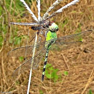 Erythemis vesiculosa  Erythemis vesiculosa,Great Pondhawk,Green,Libellulidae,predation