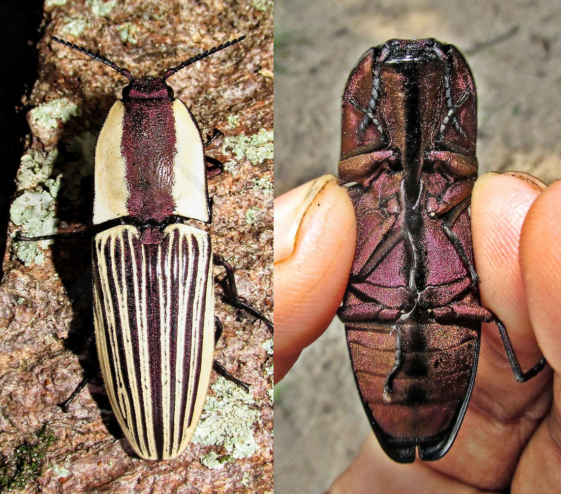 Chalcolepidius zonatus <section class="video"><iframe width="448" height="282" src="https://www.youtube-nocookie.com/embed/2xOa-IWC2w4?hd=1&autoplay=0&rel=0" frameborder="0" allowfullscreen></iframe></section> Chalcolepidius zonatus,Click Beetle,elateridae