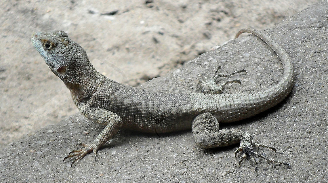 Tropidurus hispidus <section class="video"><iframe width="448" height="282" src="https://www.youtube-nocookie.com/embed/IjvWqMrpakU?hd=1&autoplay=0&rel=0" frameborder="0" allowfullscreen></iframe></section> Lizard,Peters' Lava Lizard,Tropidurus,Tropidurus hispidus,gray