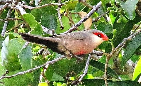Estrilda astrild https://youtu.be/CoASyfV5GqI Common Waxbill,Estrilda astrild
