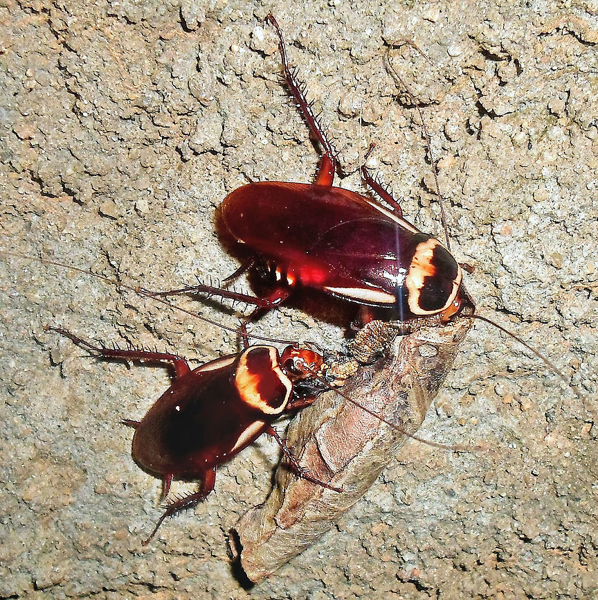 Periplaneta australasiae  Australian cockroach,Blattodea,Periplaneta australasiae