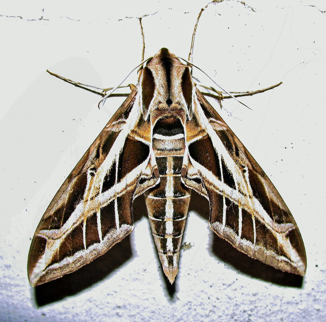 Eumorpha vitis <section class="video"><iframe width="448" height="282" src="https://www.youtube-nocookie.com/embed/feDvLWV0tYE?hd=1&autoplay=0&rel=0" frameborder="0" allowfullscreen></iframe></section> Eumorpha,Eumorpha vitis,Vine sphinx,sphingidae,with video