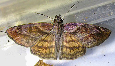 Timochares trifasciata https://youtu.be/xDXMvl-uWQI Hesperiidae,Timochares trifasciata,with video