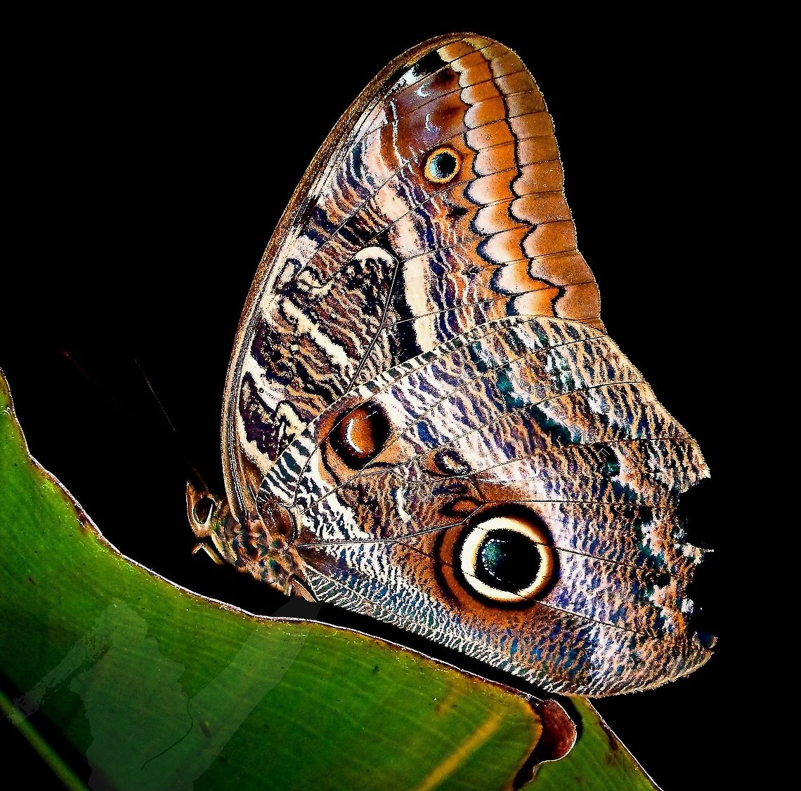 Caligo illioneus Photo taken at night.<br />
<section class="video"><iframe width="448" height="282" src="https://www.youtube-nocookie.com/embed/ScfC81SQXm8?hd=1&autoplay=0&rel=0" frameborder="0" allowfullscreen></iframe></section> Caligo illioneus,Illioneus Giant Owl,Nymphalidae