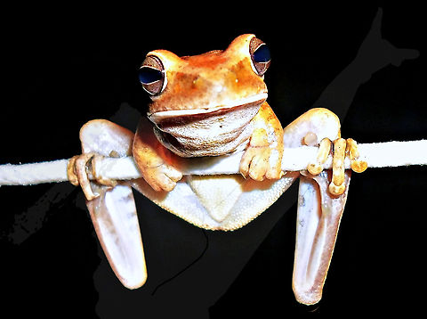 Hypsiboas raniceps  Boana raniceps,Chaco tree frog,Hylidae