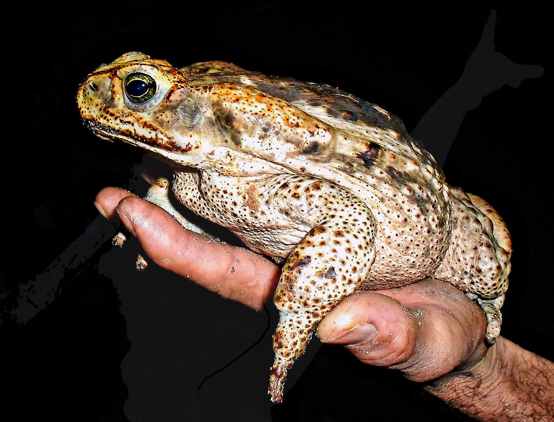 Rhinella jimi  Bufonidae,Cururu Toad,Rhinella,Rhinella jimi,frog