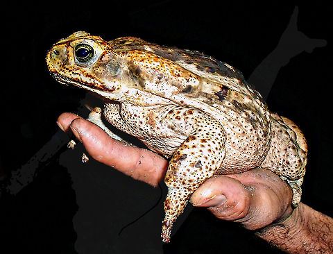 Rhinella jimi  Bufonidae,Cururu Toad,Rhinella,Rhinella jimi,frog