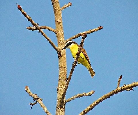 Bem-te-vi Appears at the end of the video 1.
https://youtu.be/WER9x7eU6G8
https://youtu.be/Fhen62xGzr0 Great kiskadee,Pitangus sulphuratus,with video,yellow
