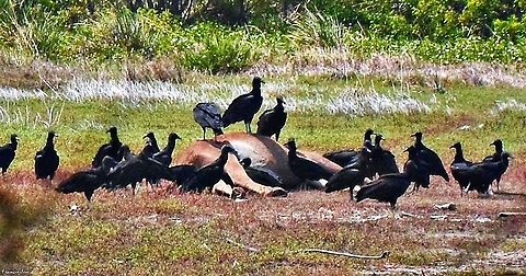 Coragyps atratus  Black vulture,Coragyps atratus,Feeding,black
