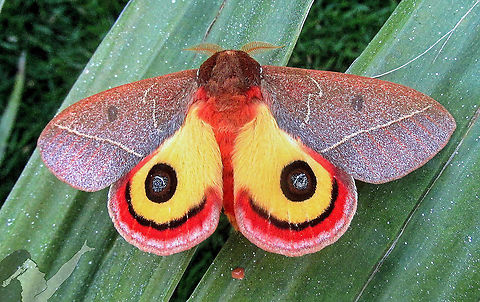Automeris granulosa ID: Bill Oehlke.
https://pt.m.wikipedia.org/wiki/Automeris_granulosa
https://youtu.be/z28pTb9k0Rw Automeris granulosa,automeris,red,saturniidae,yellow