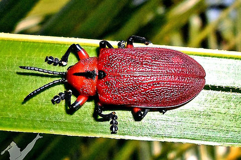 Coraliomela brunnea  Chrysomelidae,Coraliomela brunnea,Feeding,red