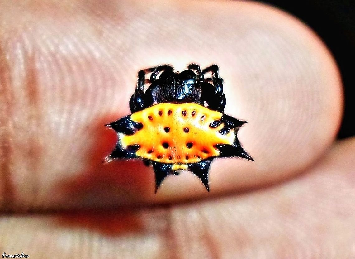 Gasteracantha cancriformis <section class="video"><iframe width="448" height="282" src="https://www.youtube-nocookie.com/embed/f_beWYCpDDo?hd=1&autoplay=0&rel=0" frameborder="0" allowfullscreen></iframe></section><br />
<section class="video"><iframe width="448" height="282" src="https://www.youtube-nocookie.com/embed/00Ih1IdTvPY?hd=1&autoplay=0&rel=0" frameborder="0" allowfullscreen></iframe></section> Araneidae,Gasteracantha cancriformis,Spinybacked Orbweaver,with video,yellow