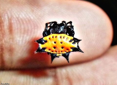 Gasteracantha cancriformis https://youtu.be/f_beWYCpDDo
https://youtu.be/00Ih1IdTvPY Araneidae,Gasteracantha cancriformis,Spinybacked Orbweaver,with video,yellow