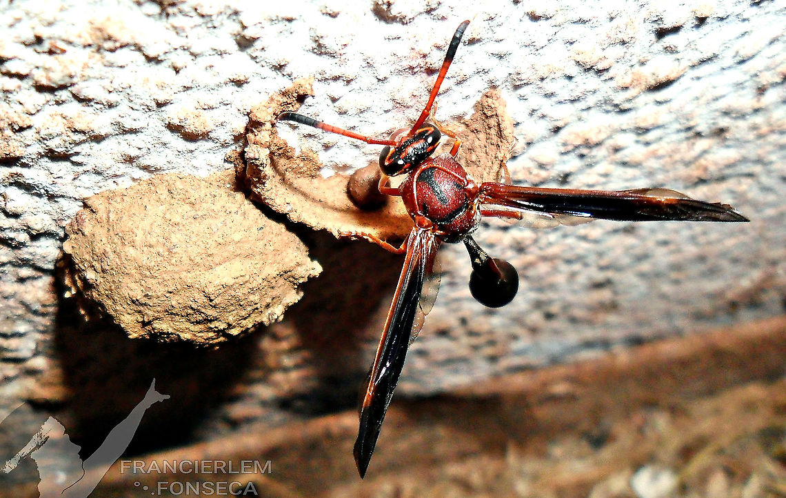 Zeta argillaceum  Vespidae,Zeta argillaceum,wasps