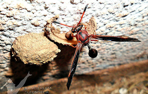 Zeta argillaceum  Vespidae,Zeta argillaceum,wasps