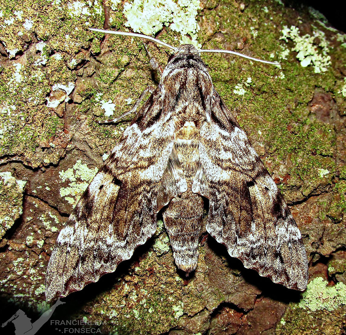 Pseudosphinx tetrio <section class="video"><iframe width="448" height="282" src="https://www.youtube-nocookie.com/embed/d84R7fD_XAk?hd=1&autoplay=0&rel=0" frameborder="0" allowfullscreen></iframe></section><br />
<section class="video"><iframe width="448" height="282" src="https://www.youtube-nocookie.com/embed/Z6ftPv8hbrc?hd=1&autoplay=0&rel=0" frameborder="0" allowfullscreen></iframe></section> Pseudosphinx tetrio,sphingidae,with video