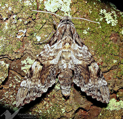 Pseudosphinx tetrio https://youtu.be/d84R7fD_XAk
https://youtu.be/Z6ftPv8hbrc Pseudosphinx tetrio,sphingidae,with video