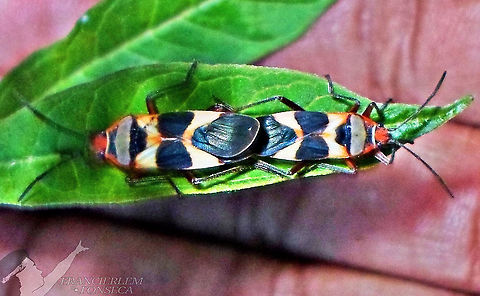 Oncopeltus unifasciatellus  Lygaeidae,Oncopeltus unifasciatellus,bug