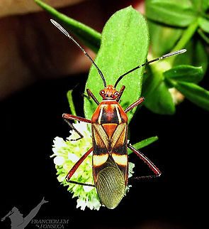 Hypselonotus interruptus https://youtu.be/fk1gfVcEf1w Coreidae,Hypselonotus interruptus,bug