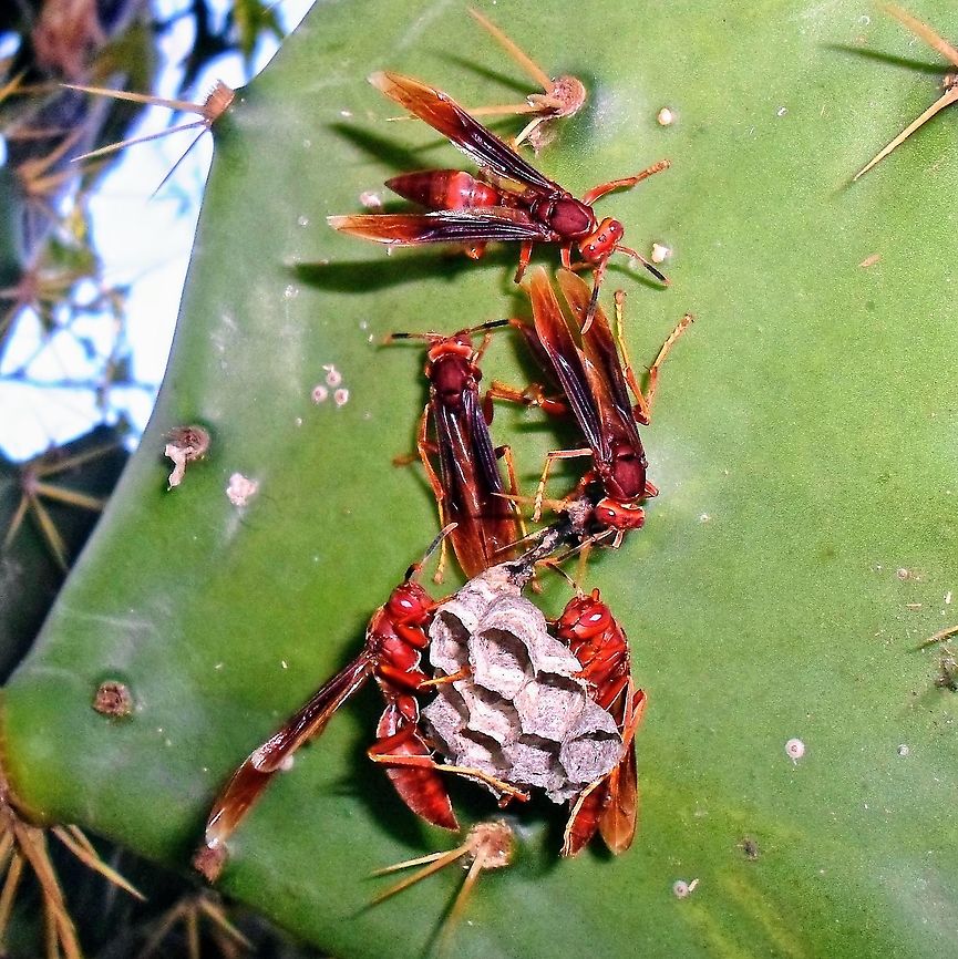 Polistes canadensis  Polistes canadensis,Red paper wasp,Vespidae,red